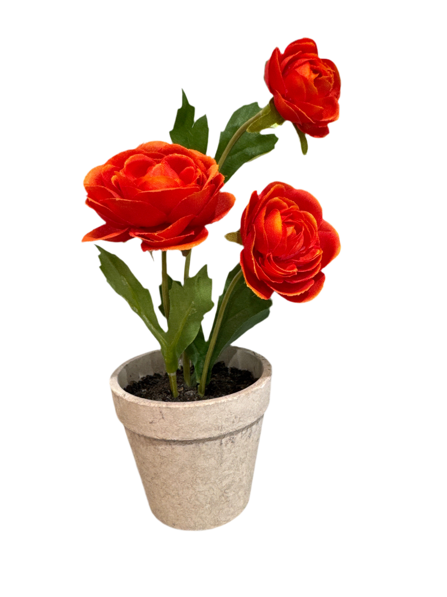 Ranunculus In Faux Cement Pot