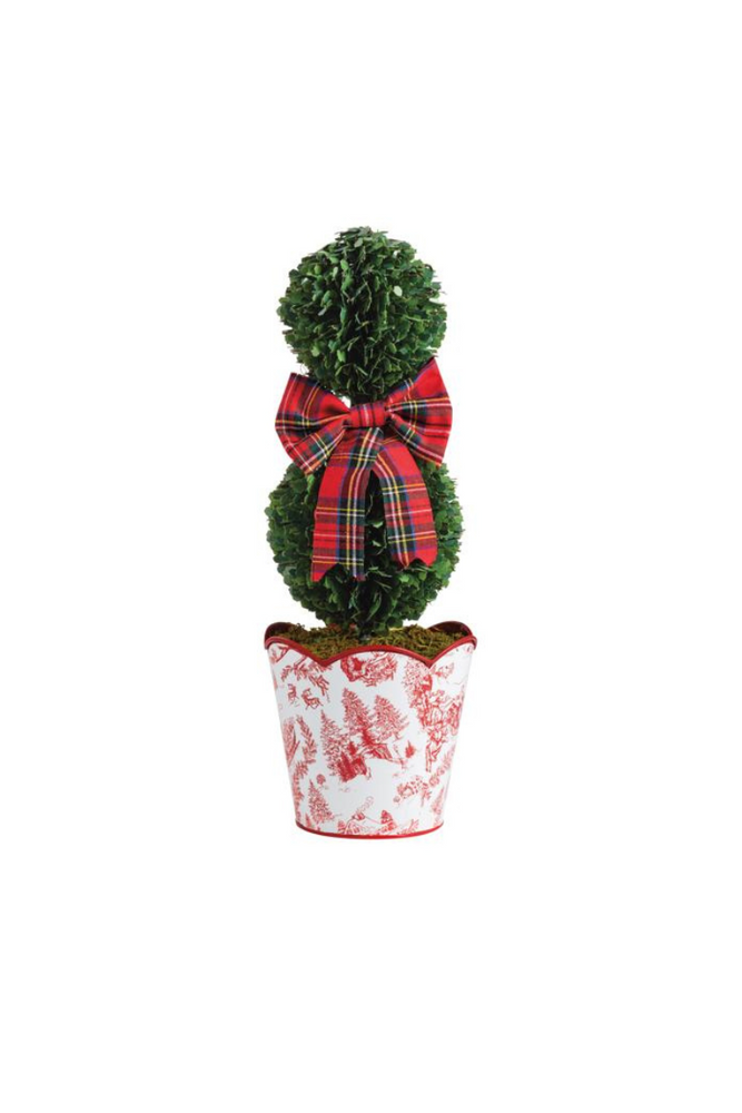 Small Toile Boxwood Tree