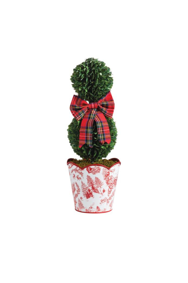 Small Toile Boxwood Tree